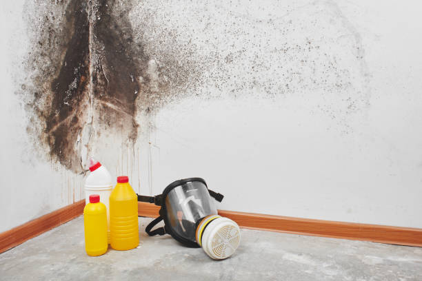 Best Best Mold Removal Companies  in Koloa, HI