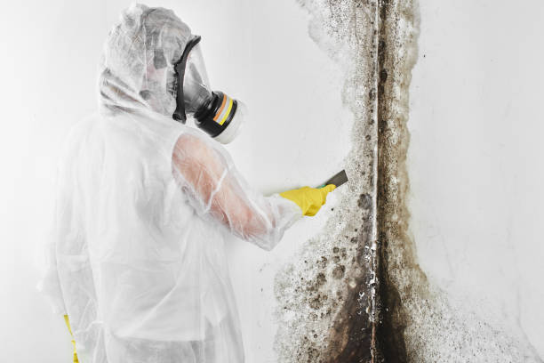 Best Mold Remediation Services  in Koloa, HI