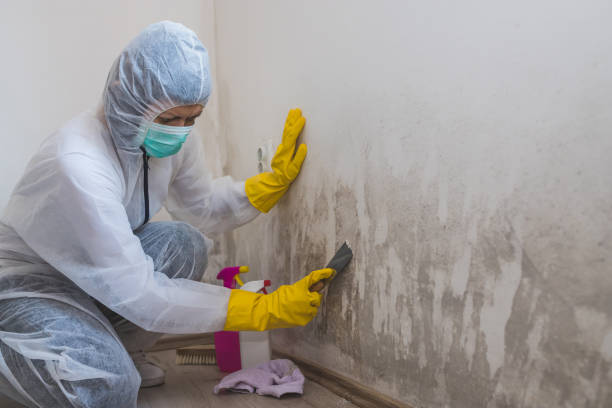 Best Mold Damage Repair  in Koloa, HI