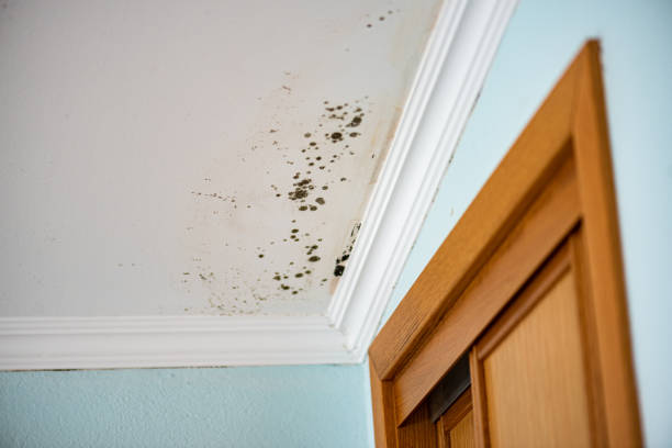 Best Mold Damage Repair  in Koloa, HI