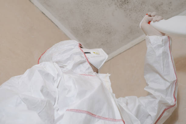 Best Mold Cleaning Services  in Koloa, HI