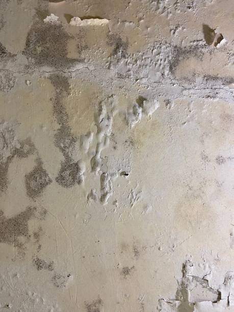 Best Toxic Mold Removal  in Koloa, HI