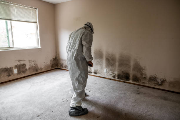 Certified Mold Removal in Koloa, HI