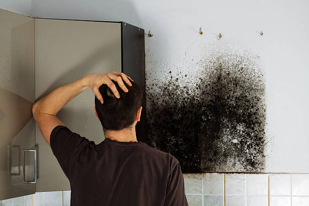 Best Certified Mold Removal  in Koloa, HI